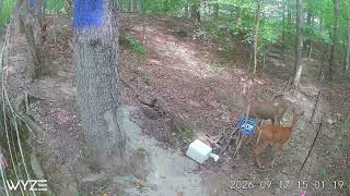 Trail cam catch wildlife, beautiful animals