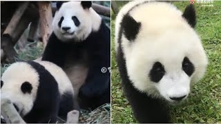 Mama MiaoMiao: Baby Jinxi!Follow me,Boxing Like this 😂🐼 and Baby BaoBao Chasing his Favorite Nanny.