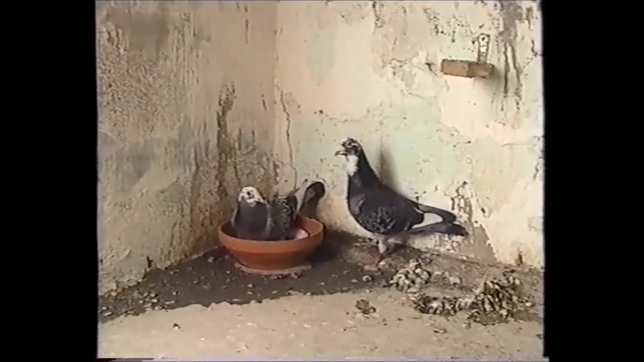 Año 2002 - Palomar Leonardo Santana