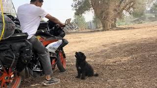 Reyen Evsiz Yavru Köpek Bir Adamı Takip Etti İnanılmaz 10.000 Kmlik Yolculukları Böyle Başladı