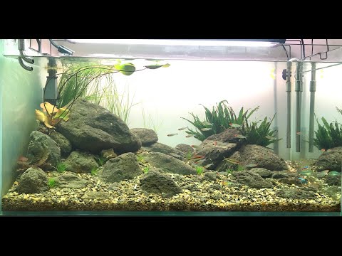 Video Hướng Dẫn Setup Bể Biotop Đẹp Đơn Giản Với Đá Cuội và... - youtube