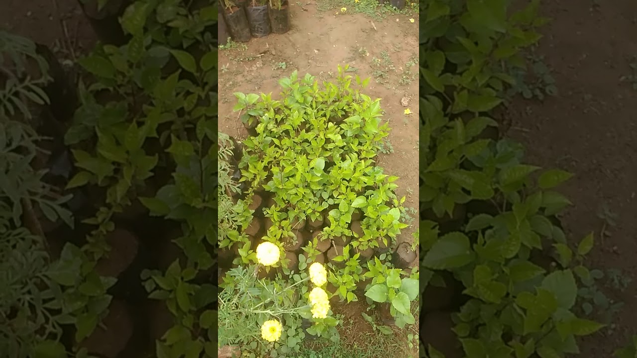 Kadiyapulanka Nursery, Ghalivaripalam, Nagaram Guntur (dt) 522268 YouTube