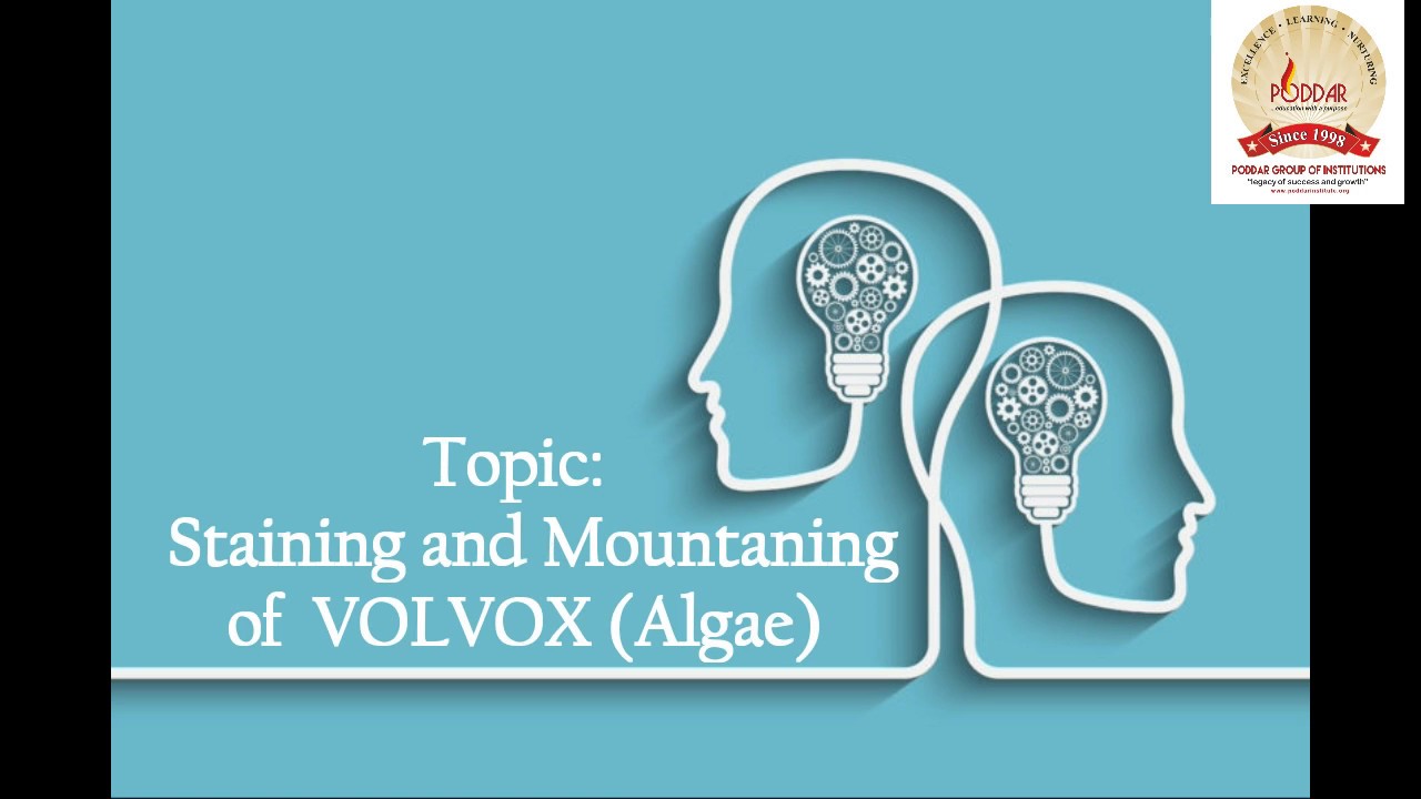 Staining and Mountaning of  VOLVOX (Algae) | Botany Live Project | Poddar International College
