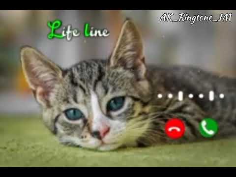 Message Ringtone Notification Ringtone // SMS Ringtone // Mgs Ringtone // Message Tone #ringtone🎶