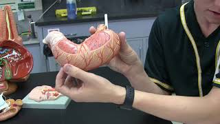 TJs Anatomy - 224 Lab 13 (Digestion)