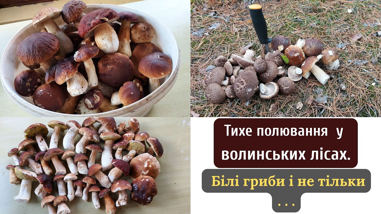 Тихе полювання. Збираємо гриби.