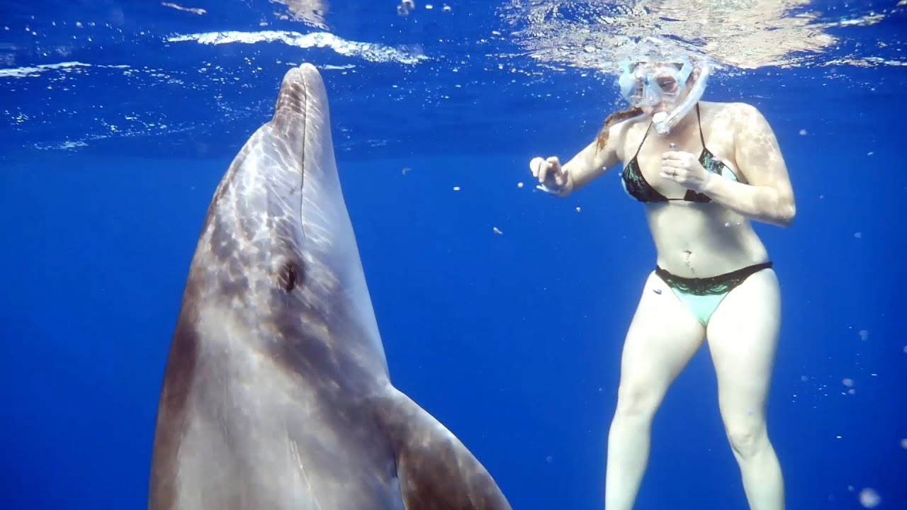 Wild dolphins and whales playing with snorkelers
