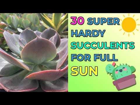 Video: Välja tåliga suckulentväxter - suckulenter för trädgårdar i zon 5