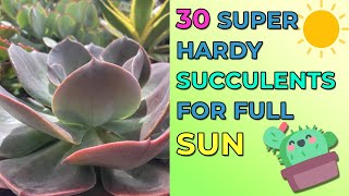 30 Super Hardy Succulents For Full Sun With Names, For Pots & Garden