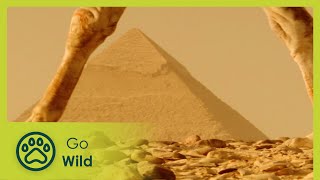 Egypt: Survivors of the Sands | Wildest Middle East 2/5 | Go Wild