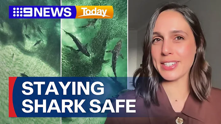 Shark sightings becoming more common as families hit the beach for summer | 9 News Australia