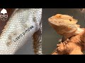 Popping my lizard's pimples