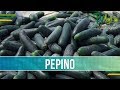 Caracteristicas del Cultivo de Pepino- TvAgro por Juan Gonzalo Angel