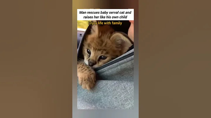 Video 11122801: serval cat rescue, rescued baby serval, serval cat wildlife, serval cat animals