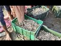 Pinjda jaali fishing video Real village fishing virel video