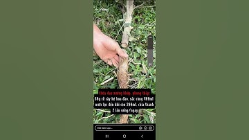 vị thuốc quanh ta: Tác dụng của Cây Ké Hoa Đào