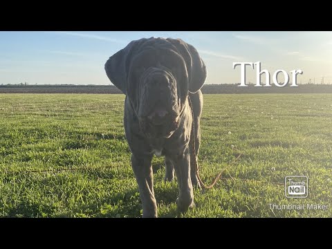 Neopolitan Mastiff “