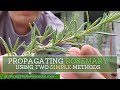 How to Propagate Rosemary from Cuttings using Two SIMPLE Methods!