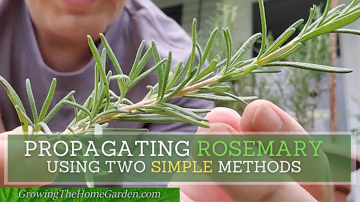 How to Propagate Rosemary from Cuttings using Two SIMPLE Methods!