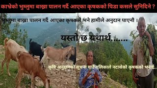 काभ्रे जिल्लाको भुम्लुमा बाख्रा पालन गर्ने कृषकहरुको पिडा || Goat Farming in Nepal || Krishi Sandesh