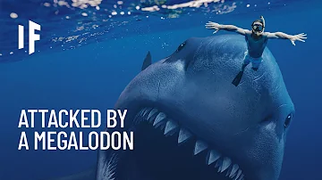 How aggressive were megalodons?