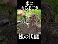 水を使わずにコメを作ってみた、その結果…… #農業