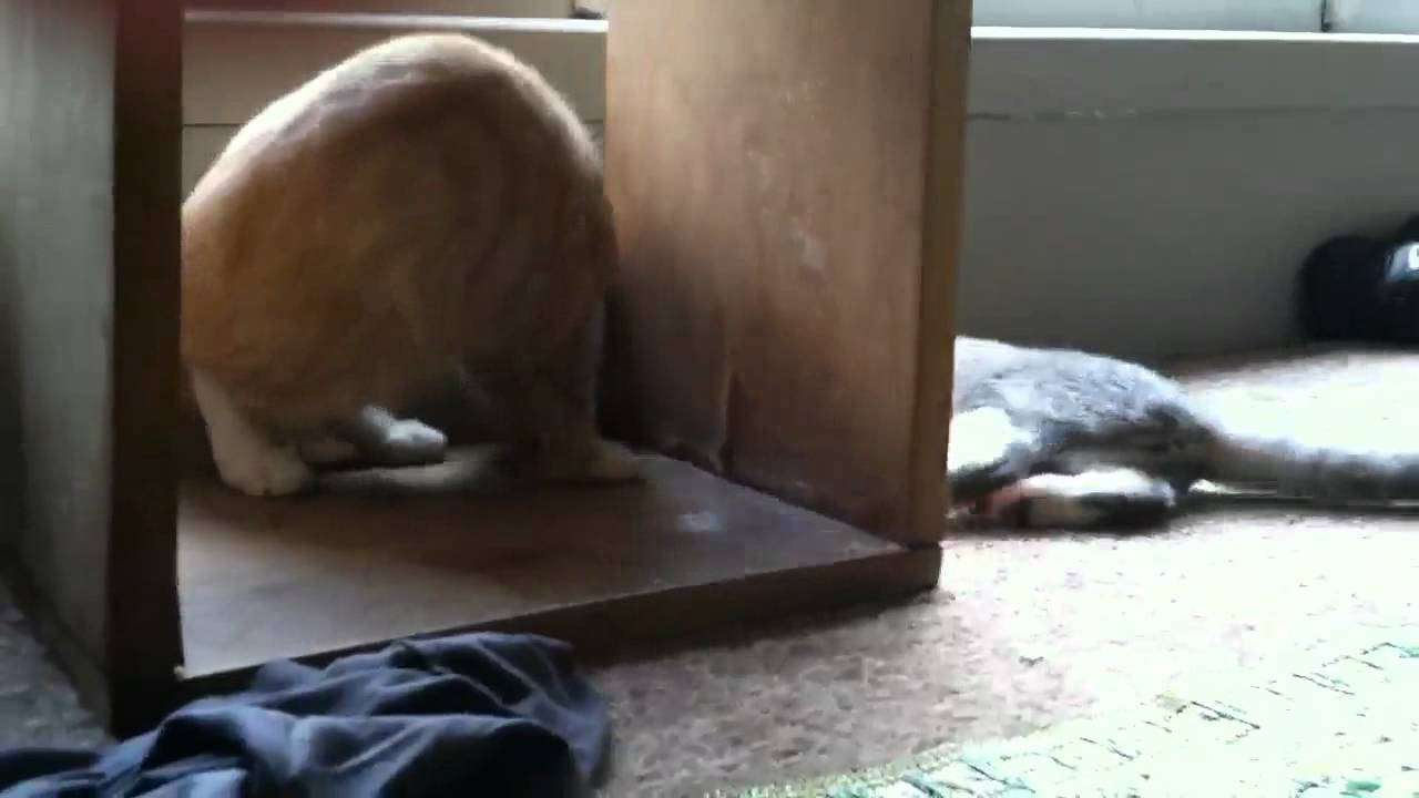 Cutest kitten fight EVER!