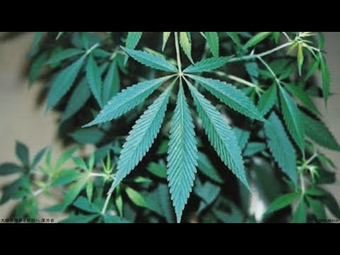 大麻使用罪を創設へ 厚労省