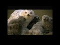 "Nature's Most Amazing Events" Preview (2009)