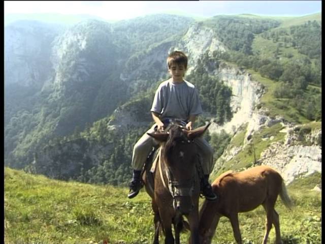 грифы на грифе Краснодара грифы на грифе Краснодара