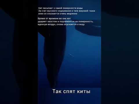 Как СПЯТ КИТЫ