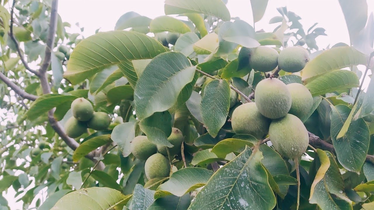 CEVİZDE SU NE ZAMAN KESİLİR VE CEVİZ  İÇ DOLDURMA