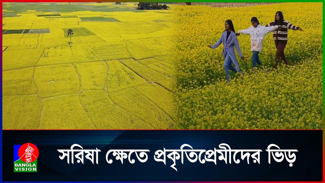 হলুদ বরণে সেজেছে রুপগঞ্জের দিগন্তজোড়া মাঠ