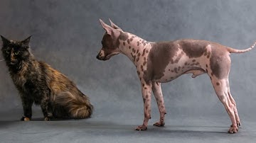 invideo ai 1080 Hilarious Feline Antics   Funny Cats Com 2024 07 01 mp4