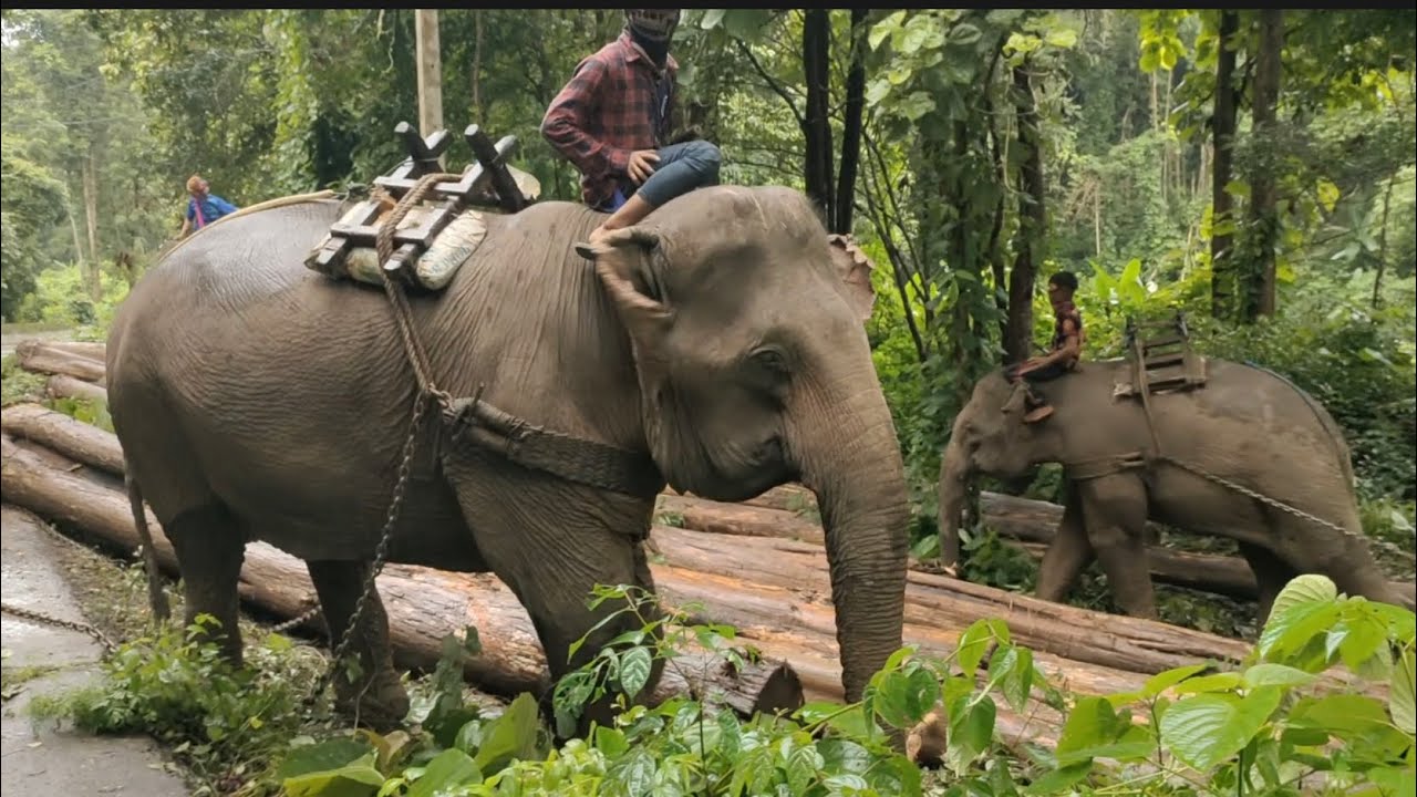 หาดูยากคลิป ช้าง 3 เชือก กำลังลากซุง ริมป่าถนนข้างทาง ลากซุงลงจากเขา