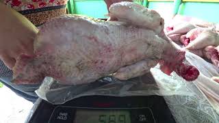 Какая порода кур более мясная? Сравниваем вес цыплят