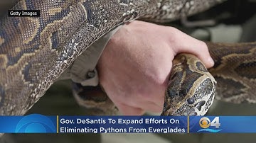 Gov. DeSantis To Expand Efforts On Eliminating Pythons From Florida Everglades