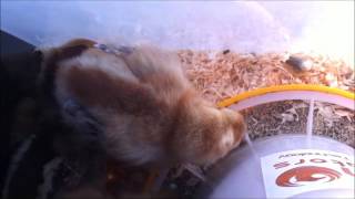 Cream Legbar and Welsummer Chicks in Brooder 18 Apr 2016
