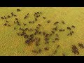Зубры в дикой природе. European bison.