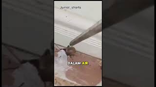 Cara Memberhentikan Suara Jangkrik shorts short short