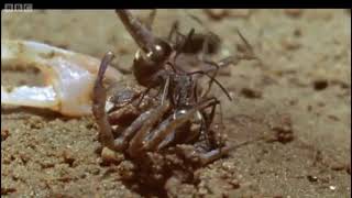 Ants Attenborough Life In The Undergrowth Bbc