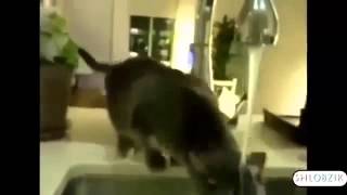 СМЕШНЫЕ КОШКИ Подборка Самых Смешных Видео про Кошек и Котов! СМЕШНЫЕ КОШКИ Подборка Самых Смешных Видео про Кошек и Котов!