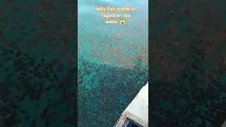 Jelly Fish Storm In Tagbilaran Sea Water tagbilarancity bohol
