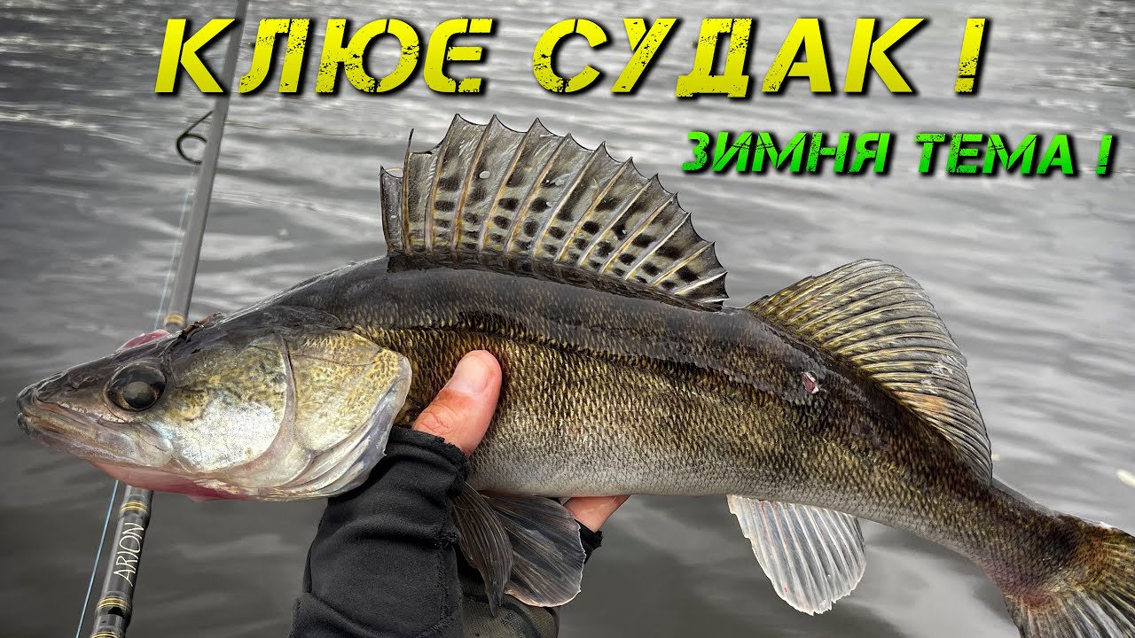 ✅КОЛИ НЕ КЛЮЄ ЩУКА - РЯТУЄ СУДАК! ЛОВЛЯ СУДАКА З БЕРЕГУ✅