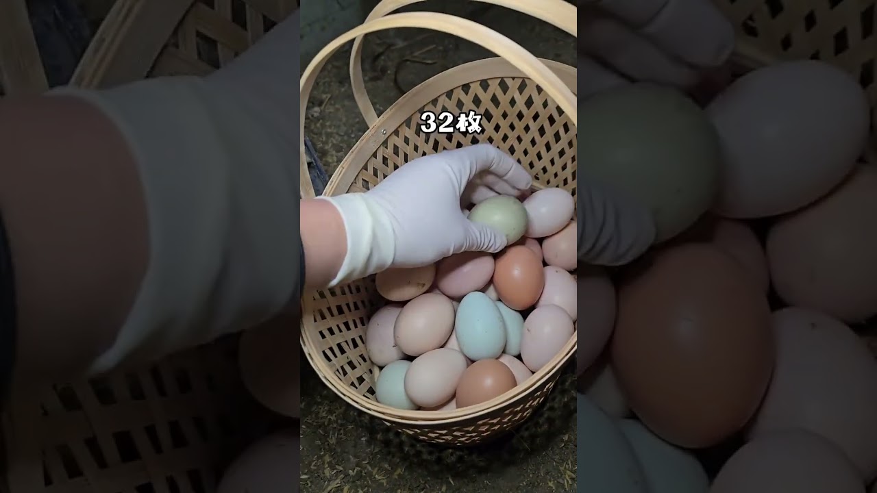 Here comes your electronic pickled mustard tuber a stress-relieving egg-picking experience