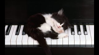 Musicial Keyboard for Cats (Learning English with News) screenshot 5