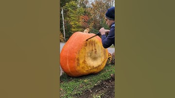 Prepping for carving and collecting seeds 🎃🔥#halloween #pumpkin #giantpumpkin #gardening #asmr