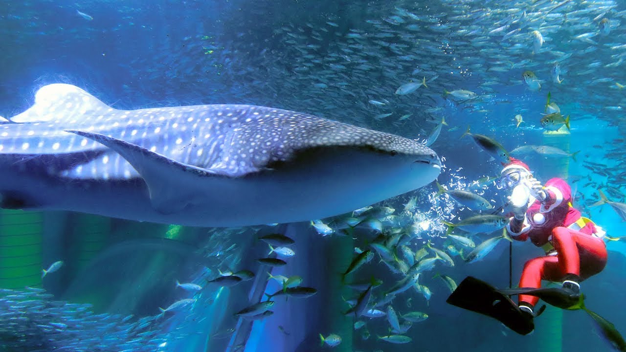 サンタからジンベエザメにプレゼント 横浜・八景島シーパラダイス