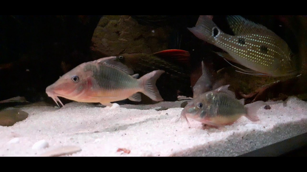 Brochis multiradiatus