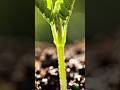 ✨ growth star plant 🌱 #shorts #tranding #ai #plants #nature